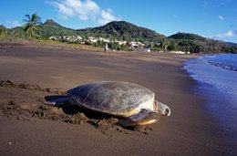 Archipel-des-Comores;-Collines;-Faune;-France;-Kaleidos;-Kaleidos-images;-La-parole-à-limage;-Laurent-Abad;-Mayotte;-MTsamoudou;-Océan-Indien;-Plage;-Reptile;-Sable-noir;-Stories-Pictures;-Tortue;-Tortue-marine;-Village